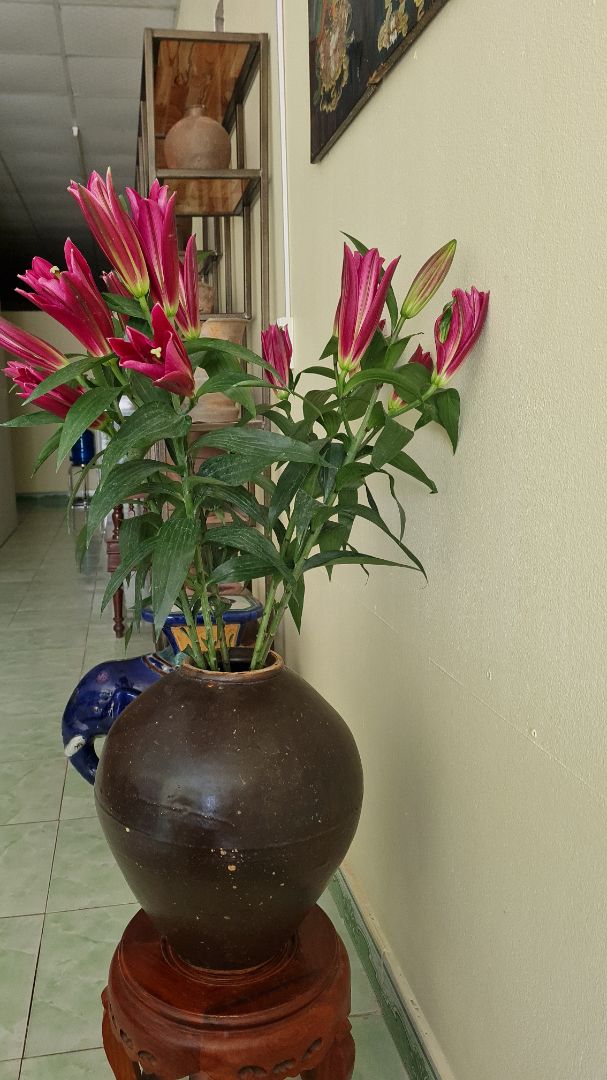 mình đã mua lần thứ 2 rồi. dầu tràm mùi rất thơm, nếu bị muỗi đốt dùng ngay thì rất hiệu quả đó. nhà có trẻ em nên mua cái này để trong nhà các mẹ ạ.