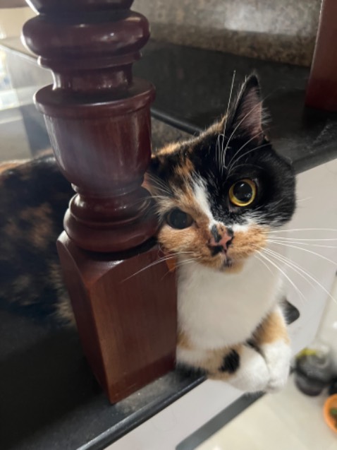 Mèo e ăn đến nỗi mặp ú nu rồi. Bắt đền shop nhe 🤧