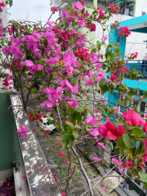 Rất tuyệt vời. Hương thơm xa và lâu.Mùi dễ chịu. Tiki giao hàng nhanh. Ok sẽ mua lại nếu giá tốt hơn nữa 🌹🌹🌹🌹🌹