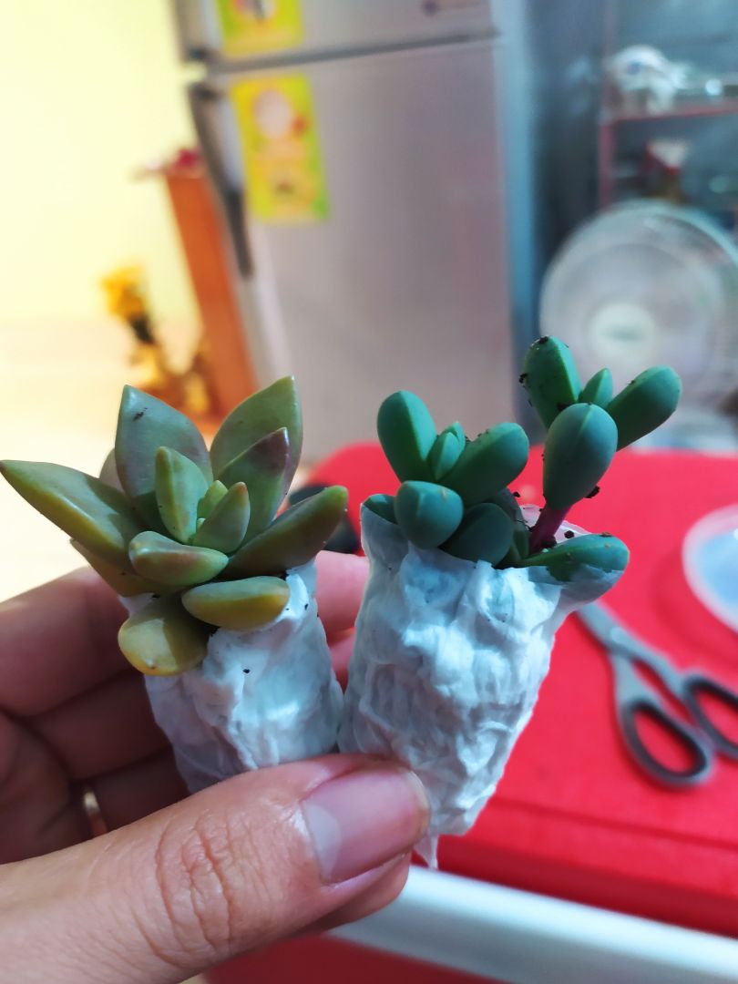 sp tốt, chất luong tuyệt vời, giá re moi người nên mua!