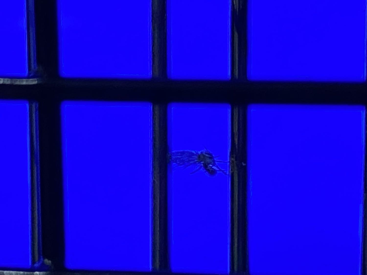 Đọc mấy rì-diu 1 sao của các bạn bảo mua về xài mà chả diệt được con muỗi nào mà hãi quá nhưng vẫn đắn đo đặt mua 02 cái để xài thử xem sao.

Kết quả cũng không đến nỗi nào: Nhận hàng buổi sáng, buổi trưa cắm thử và buổi chiều ghi nhận 1 đồng chí muỗi và 2 đồng chí ruồi giấm đã hy sinh.

Kết luận: Đèn có công suất 4.5W thôi, có thể diệt được muỗi và ruồi (quan trọng là vị trí để đèn), có thể kết hợp làm đèn ngủ.

Chỉ có một thắc mắc là Công ty Điện Quang là của Việt Nam 100% mình nhưng sao sản phẩm này lại sản xuất tại Trung Quốc (Made in China) là thế nào nhỉ?