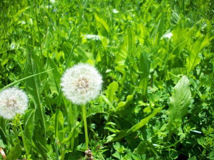 Mặc dù bồ công anh có thể góp một phần hạn chế phần nào tình trạng ung thư tuyến tuỵ. Nhưng đây chưa phải là phương pháp điều trị hiệu quả. Nhưng nghiên cứu này có thể mở ra những phương pháp điều trị tiềm năng sau này.