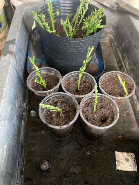 Tốt nhất cho người già và tiểu đường