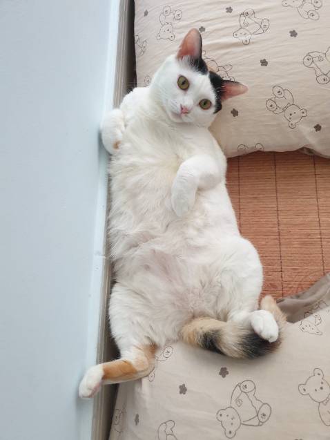 Gạo thơm, dẻo, không bị bết, hút nước vừa phải. Để tủ lạnh k bị cứng đơ. Thanks shop Gạo thơm, dẻo, không bị bết, hút nước vừa phải. Để tủ lạnh k bị cứng đơ. Thanks shop