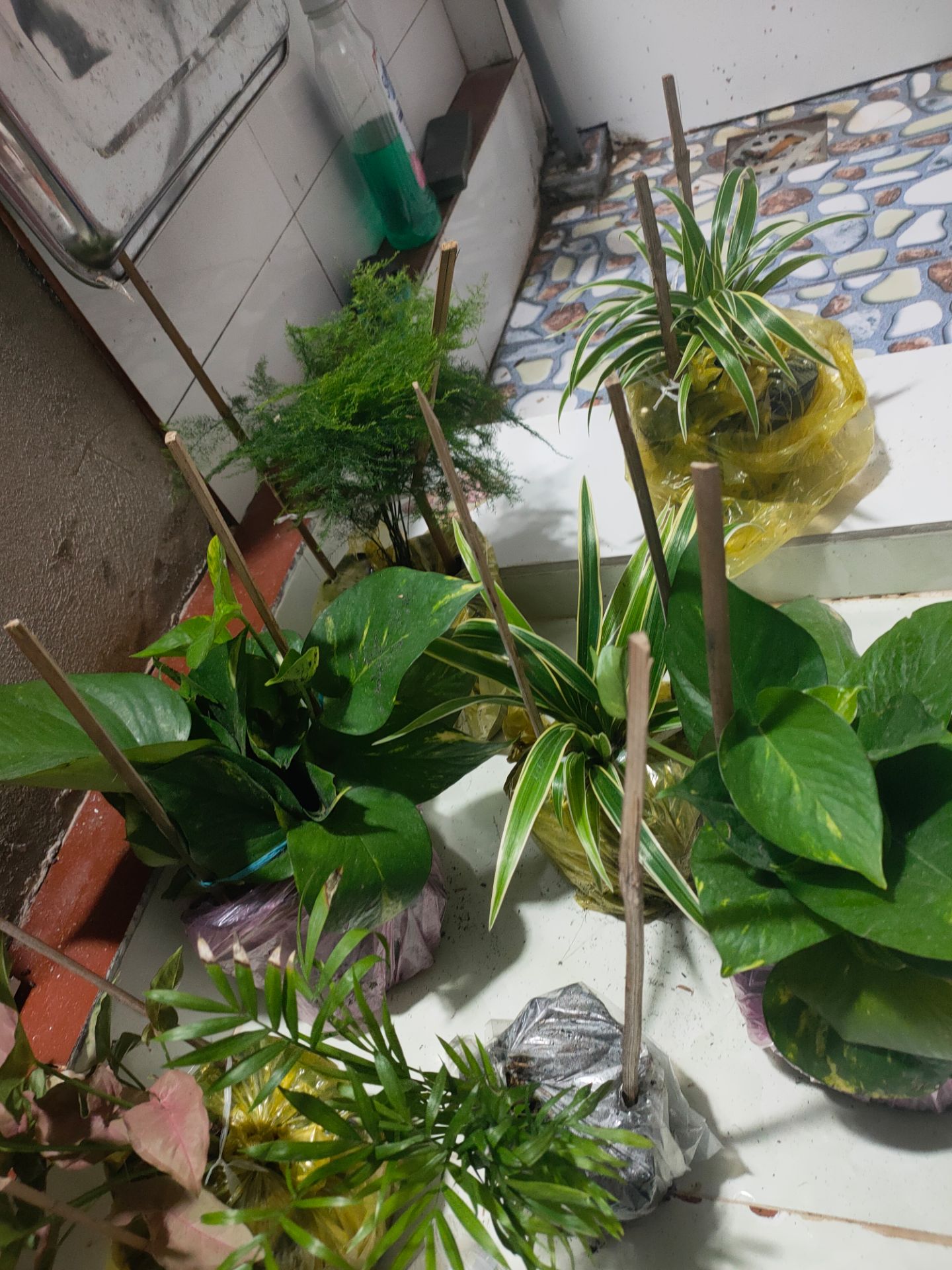 cây đẹp. đóng gói cẩn thận có cho thêm gói phân hữu cơ nhỏ nhỏ. mình thích shop này. bán hàng uy tín chất lượng. mình đánh giá 5sao. sẽ tiếp tục mua 👍👍👍