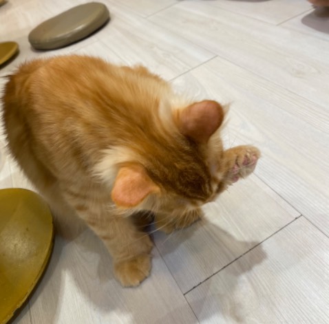 Sản phẩm giống mô tả, uống thơm ngon, có điều nắp khá sắc nếu không cẩn thận có thể bị đứt tay.
Hình ảnh mang tính chất nhận xu.