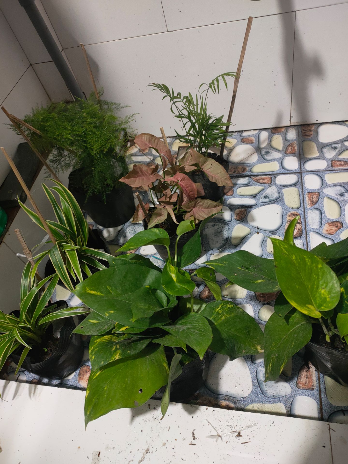 cây đẹp. đóng gói cẩn thận có cho thêm gói phân hữu cơ nhỏ nhỏ. mình thích shop này. bán hàng uy tín chất lượng. mình đánh giá 5sao. sẽ tiếp tục mua 👍👍👍