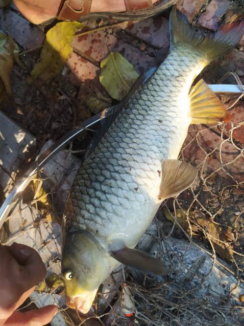 hàng rất chi là ô sờ kê