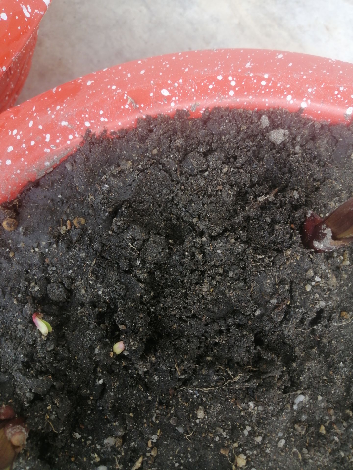 Hạt không nhiều tầm 14 hạt một bịch nhưng tỉ gieo nảy mầm rất cao. Mình gieo hạt chung với chậu ly mà hạt lên rất đều.