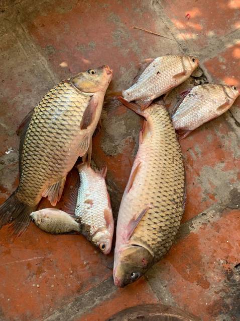 Hàng đúng mô tả. Phù hợp với giá tiền. Thích hợp cần 5m4 trở xuống. Dài hơn thì vẫn cố dc mà hơi yếu. Cho 5 sao