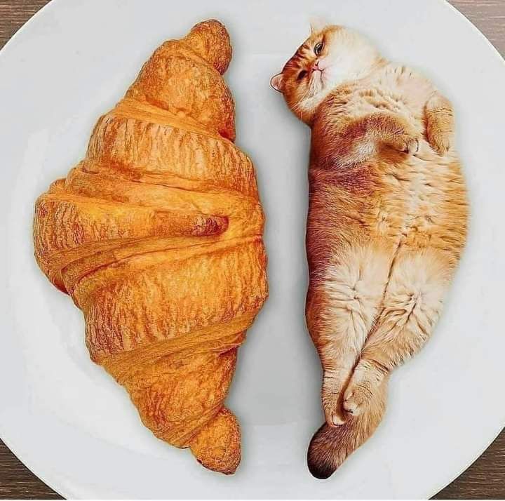 sản phẩm đúng hình,giao hàng nhanh nhưng giao SAI màu đã chọn 😖