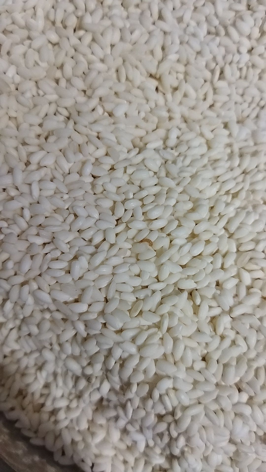 Nhà mình mua 3 túi, mới ăn túi đầu tiên thì thấy bị mọt, có sâu. Gạo hôi