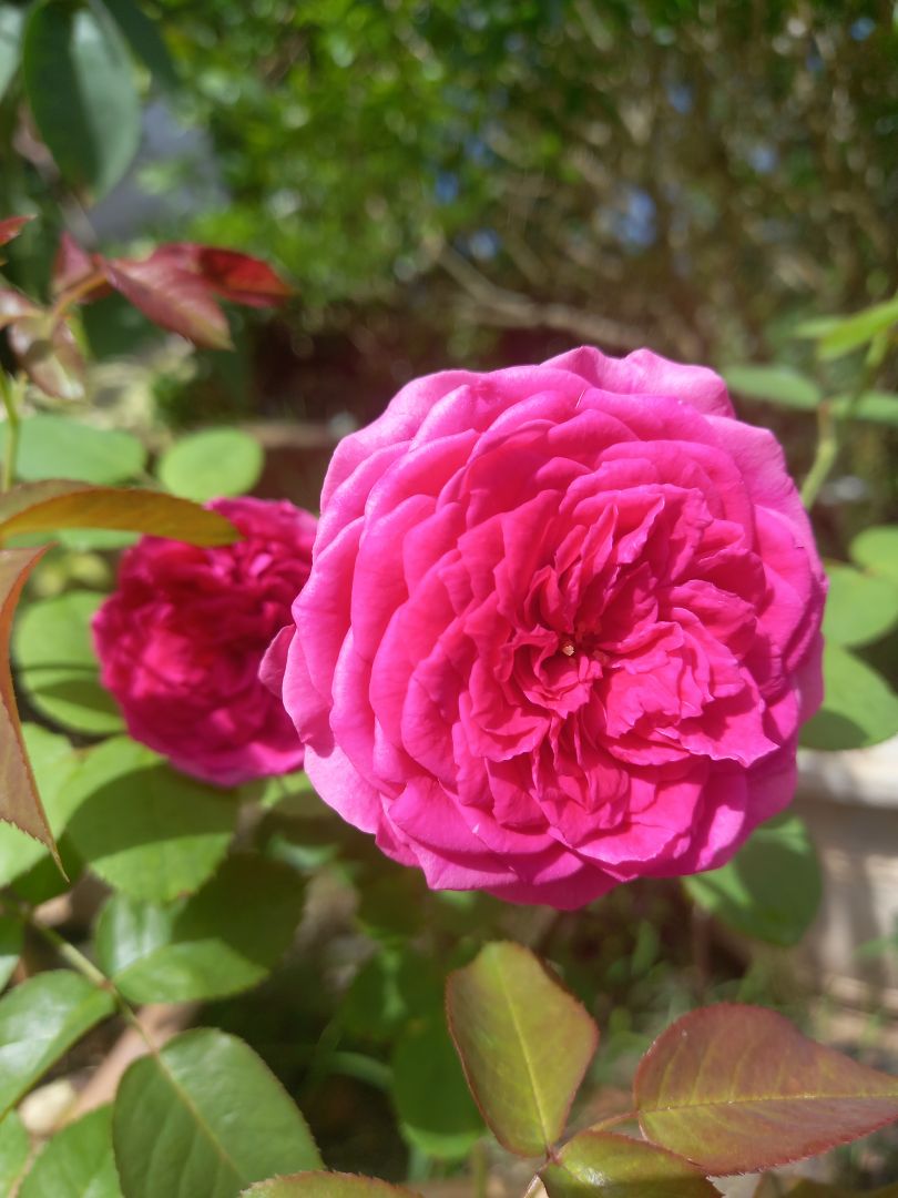 sản phẩm tốt. phụ huynh ưng ý