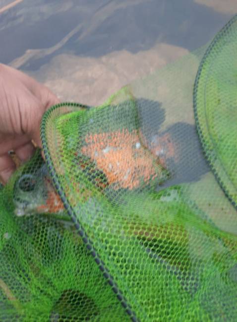 giống vd mô tả hàng đẹp chất kuonwgj đánh giá 5 sao