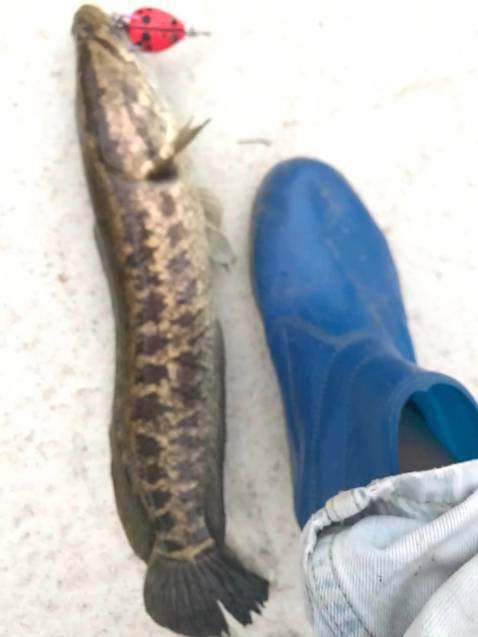 Sảnbphaam rdidngs mô tả, giao hàng nhanh, sẽ ủng hộ tiếp