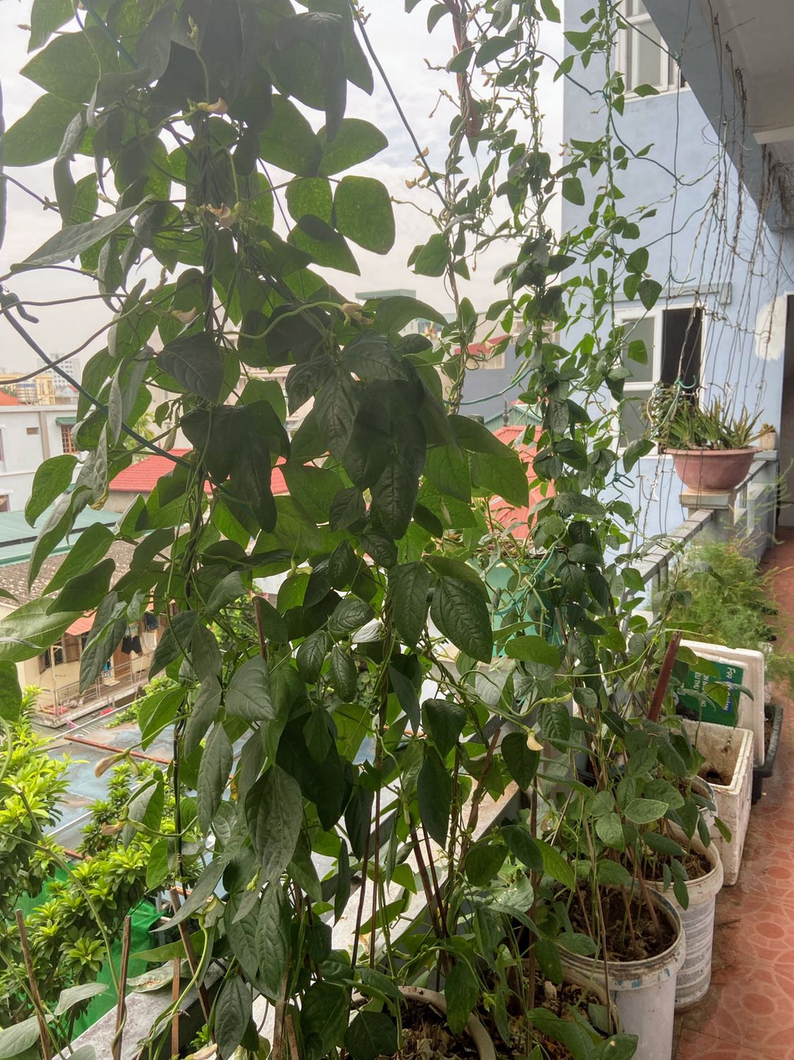 giúp trắng da giảm thâm tằng cường sức đề kháng