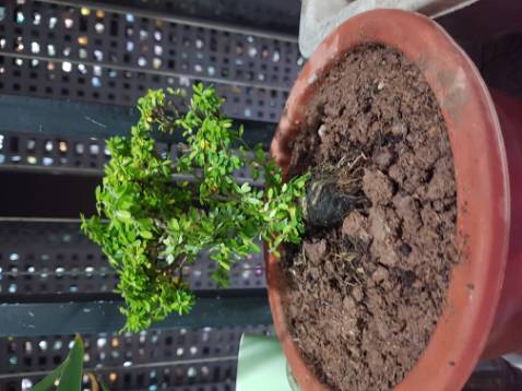 Nhận được cây khá ok. Đợi xem có sống không?