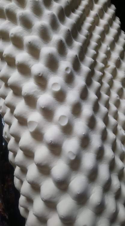 Chất lượng quá kém so với giá tiền sản phẩm. Lúc tôi mở xa xem thì thấy các đầu gai của gối đã bị mủn và rớt ra. Gối cao su nhưng cảm giác rất mềm không giống cao su lắm. Tôi đã dùng loại gối này gần 10 năm nay nhưng gối cũ của tôi chưa bao giờ có chất lượng giống vậy. 
Tôi yêu cầu được đổi sản phẩm đúng chất lượng.