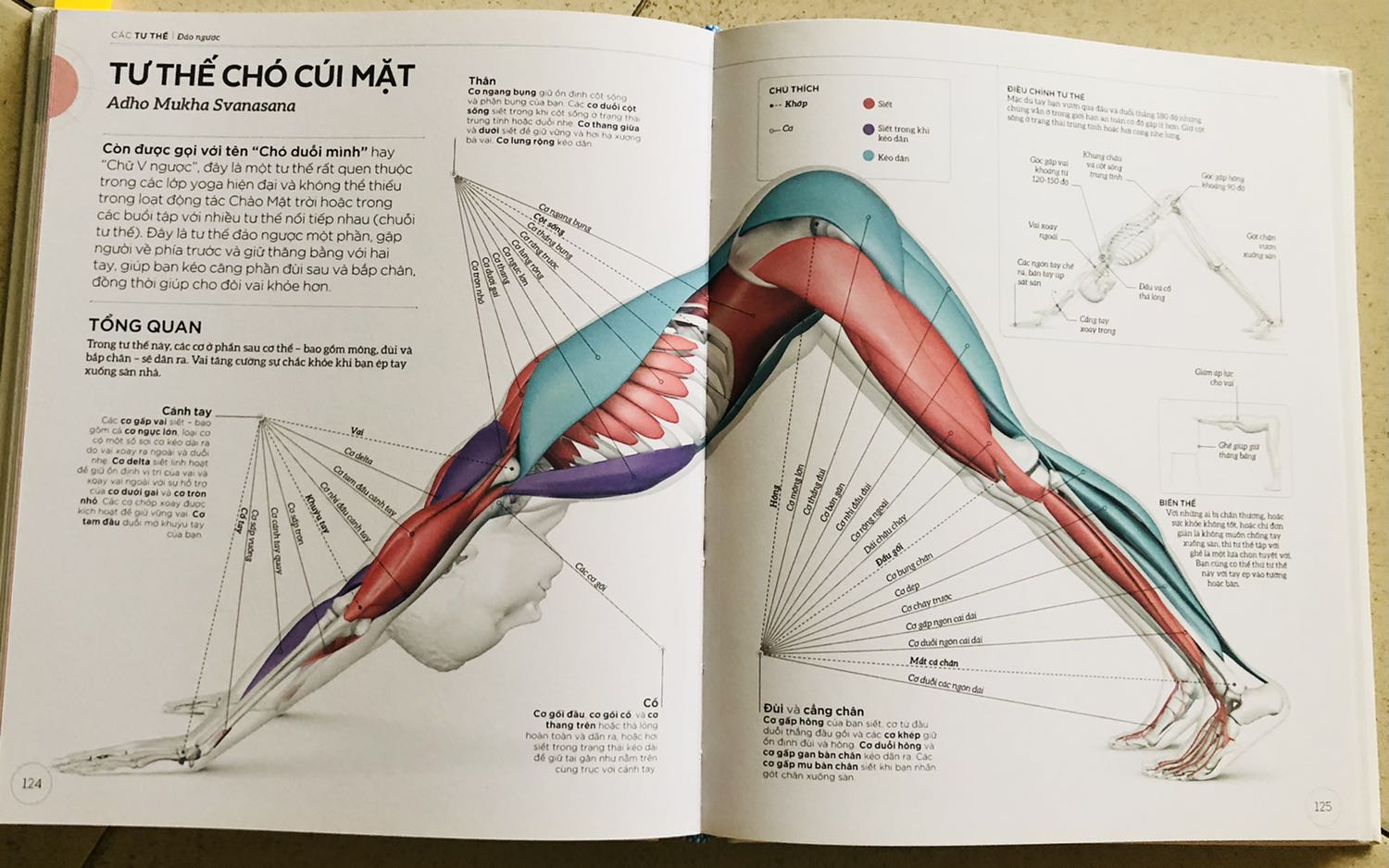- Sách mô tả chi tiết các tư thế yoga. Mỗi tư thế sẽ có cơ nào căng, cơ nào siết. Tác động lên xương lên, cơ của mỗi thư thế như thế nào.  
- Ngoài ra còn có những trả lời thắc mắc khi chúng ta thực hành yoga. Những cảnh báo chúng ta cần lưu ý khi luyện tập.