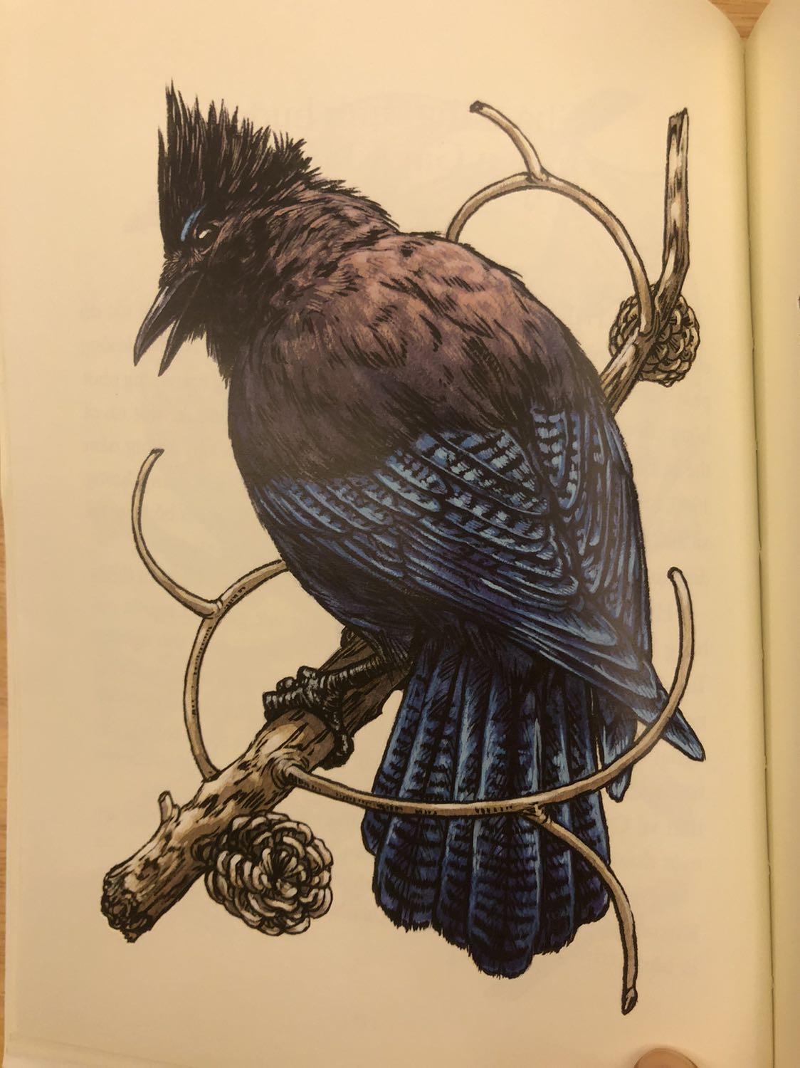 Cuốn sách khổ A4, in màu trên nền giấy bóng đẹp. 
Mỗi một loài chim được thể hiện nội dung và hình ảnh trên 2 trang sách rất tiện vừa đọc vừa quan sát. 
Mình mua về mà bé nhà mình (5 tuổi) rất say mê. 
Tiki giao hàng nhanh, bọc bookcare đẹp.