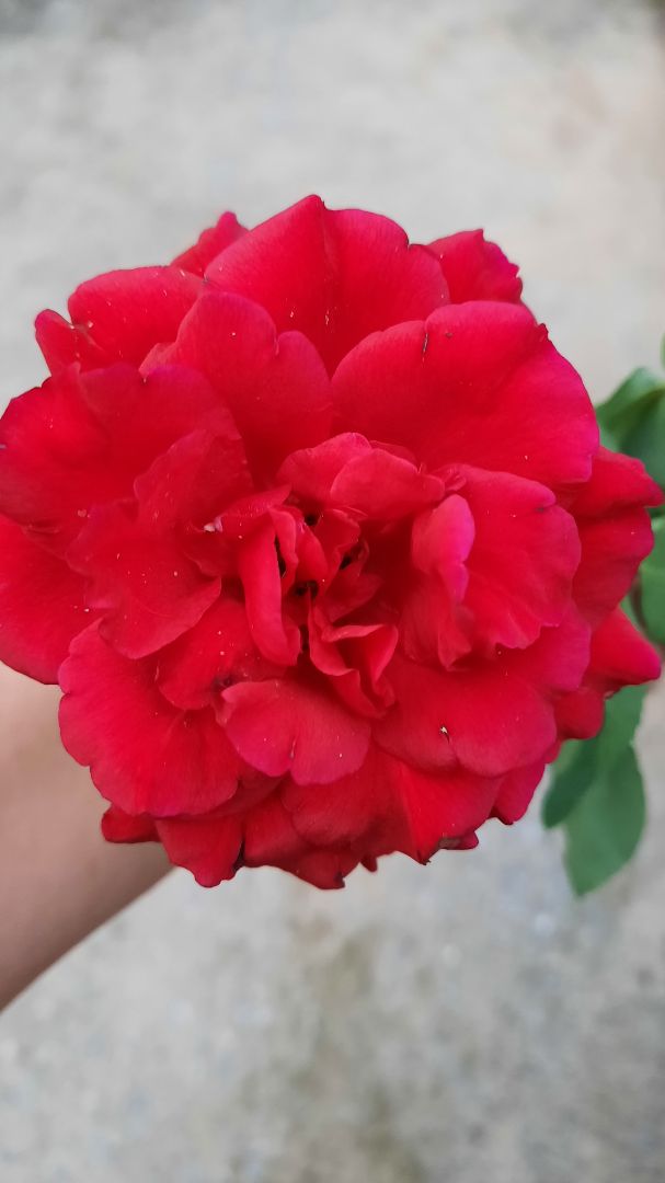 truyện hay, giao hàng nhanh, gói hàng ẩu