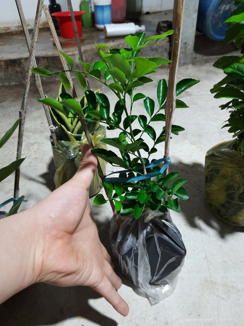 Nhận hàng nhanh. Được bọc cẩn thận. Hiện cây đang phát triển bình thường