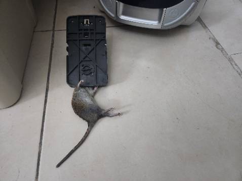 Sản phẩm giống mô tả. Bẫy rất nhạy