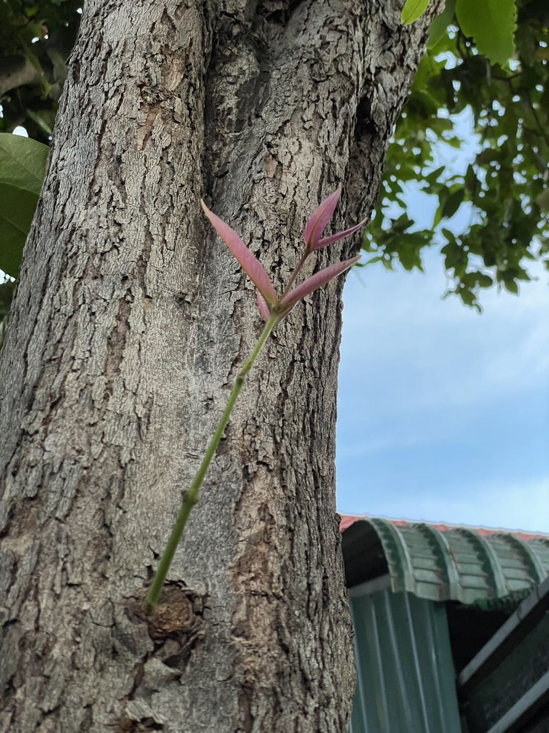 Nhiều kiến thức bổ ích cho mẹ bầu mang thai lần đầu