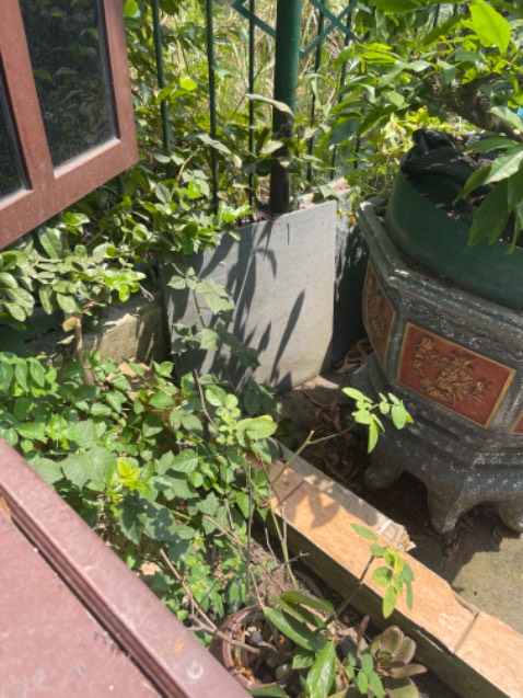 Trồng mấy tháng rồi, cây phát triển tốt, kg biết chừng nào mới có trái.