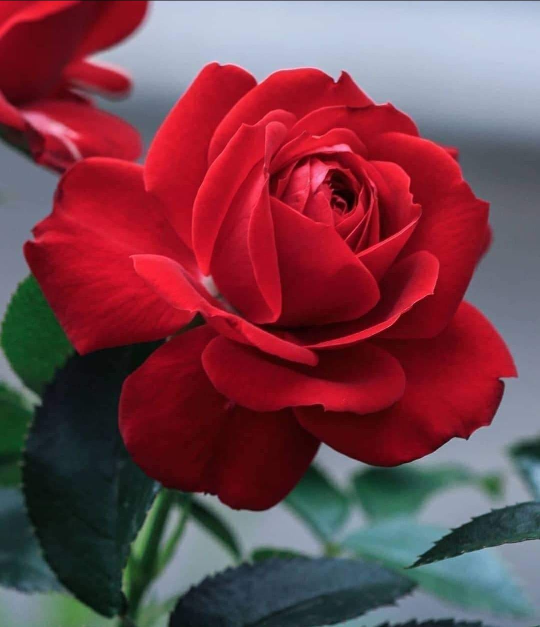 Sản phẩm đúng như Tiki mô tả, đóng gói gọn gàng chắc chắn, giao hàng đúng ngày hẹn. Tôi rất thích. Chúc Tiki luôn thành công và phát triển mạnh mẽ hơn nữa