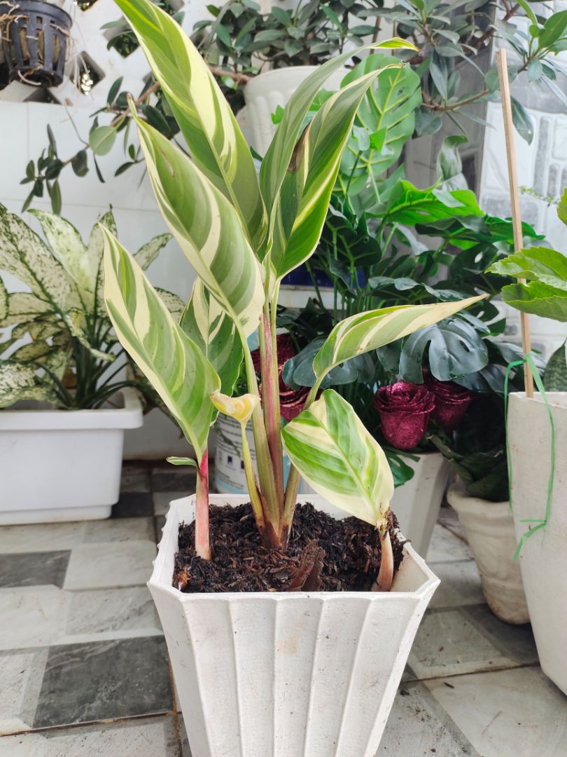 cây đẹp. đóng gói cẩn thận, có kèm phân bón. rất tuyệt