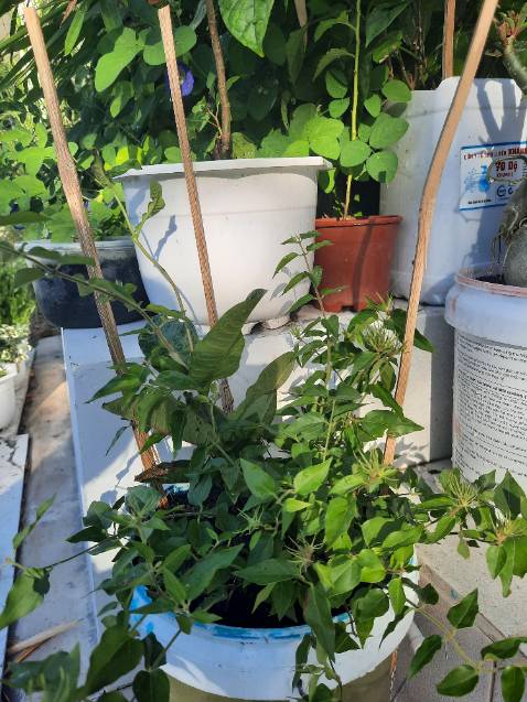 Thời gian giao hàng nhanh, đóng gói cẩn thận, đến nơi cây vẫn còn tươi xanh. Tuy nhiên cây hơi nhỏ không biết khi nào mới có hoa nhưng vẫn đánh giá 5 sao. Hy vọng cây sẽ phát triển tốt cho ra hoa đẹp.