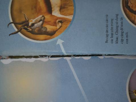 Sách in màu đẹp, nội dung hay nhưng giấy dày, chỉ may mỏng nên dễ bung đứt chỉ, hở gáy sách, lật nhiều lần cũng sợ bị rách mối giấy gấp.