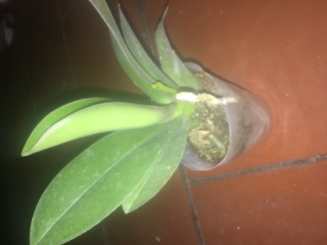 Rất hài lòng ngồng hoa và rễ tốt