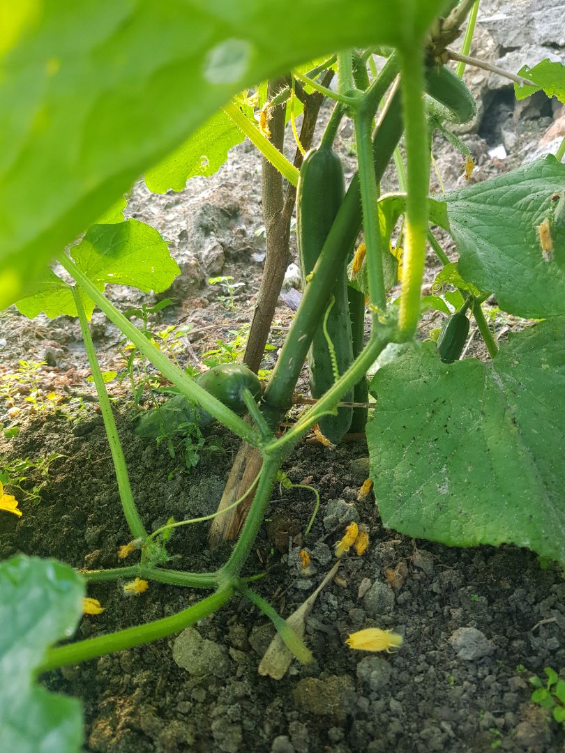 giống rất chất lượng,trái rất nhiều và to,dễ trồng