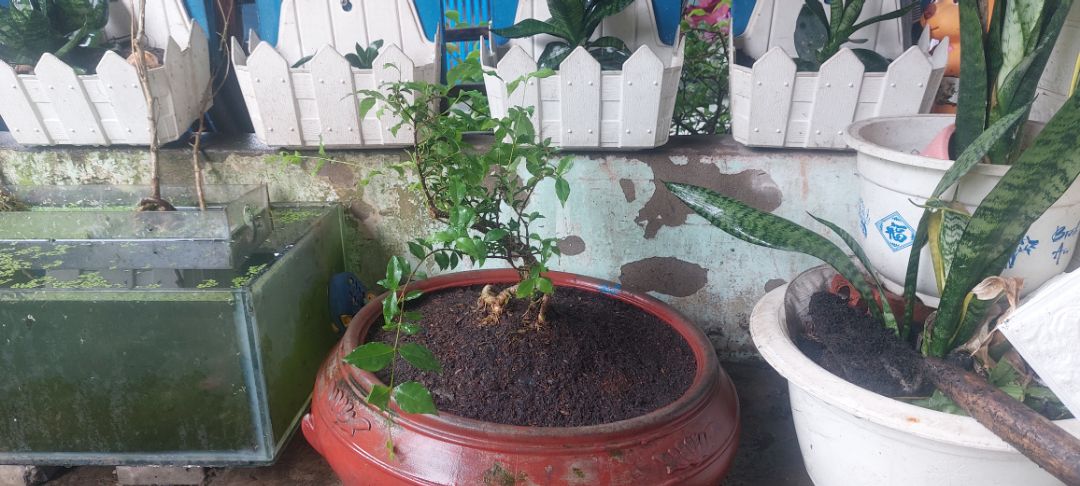 cây Hồng Ngọc Mai dáng đẹp, vận chuyển tốt, cám ơn shop.