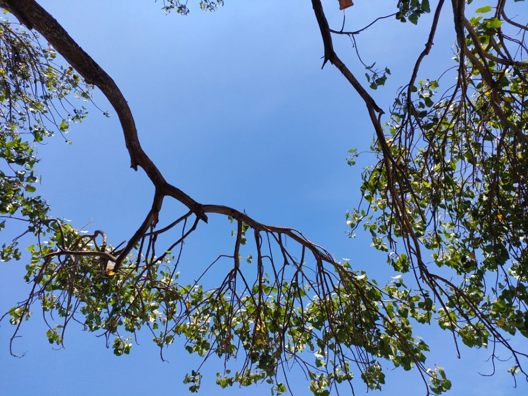 ốp siêu đáng yêu ???