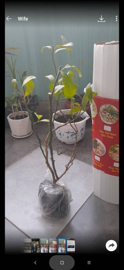 Chào shop, cây lúc nhận thì lá bị vàng hết. Vậy mình phải làm thế nào để cây khoẻ và sống?