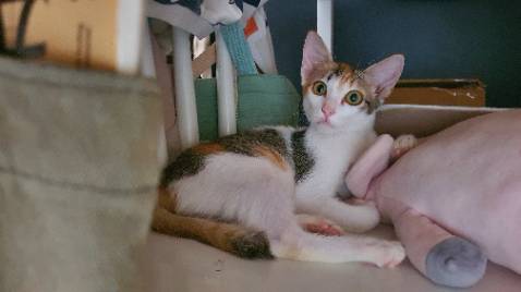 Nhà mình chỉ xài loại này vì khử mùi tốt, vón cục nhanh và ko dính chân.