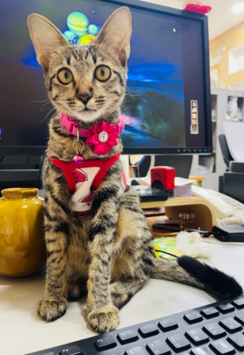 Quên chụp hình rồi. Đúng như mô tả.
Vỏ đựng bằng inox. Tiện lợi, đẹp. 
Đầy đủ 8 món