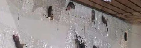 Khá hiệu quả, Nên thêm sẵn mồi lên keo để ở nơi cần để ngủ tới sáng dính chưởng 6 em. 1 em chỉ dính chút xíu cái đuôi thôi mà vẫn không thoát được ráng níu kéo cái ghế để trốn mà rất tiếc cho đời em kkk