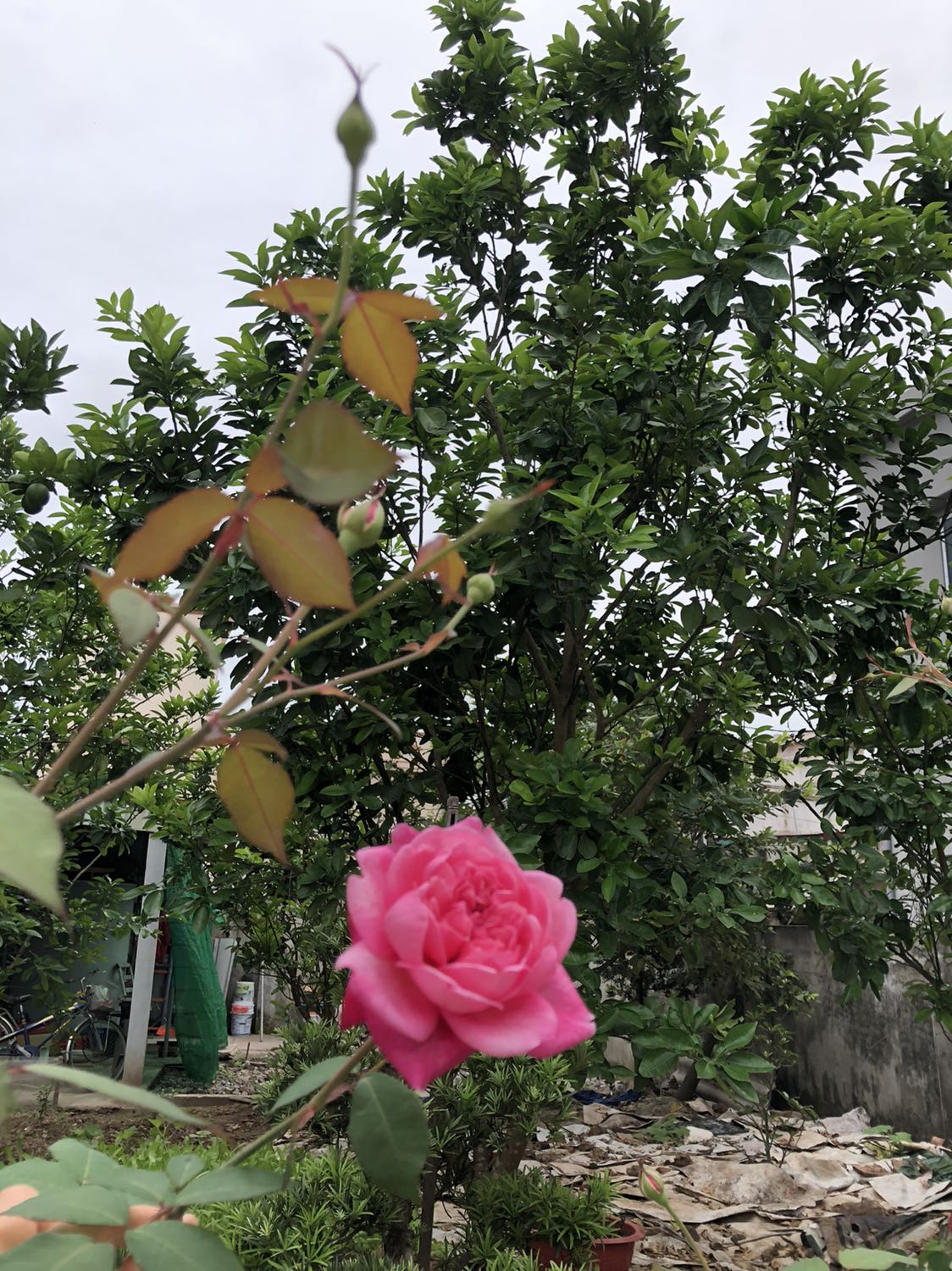 Giao hàng hơi lâu. Quần chất liệu cũng ok.