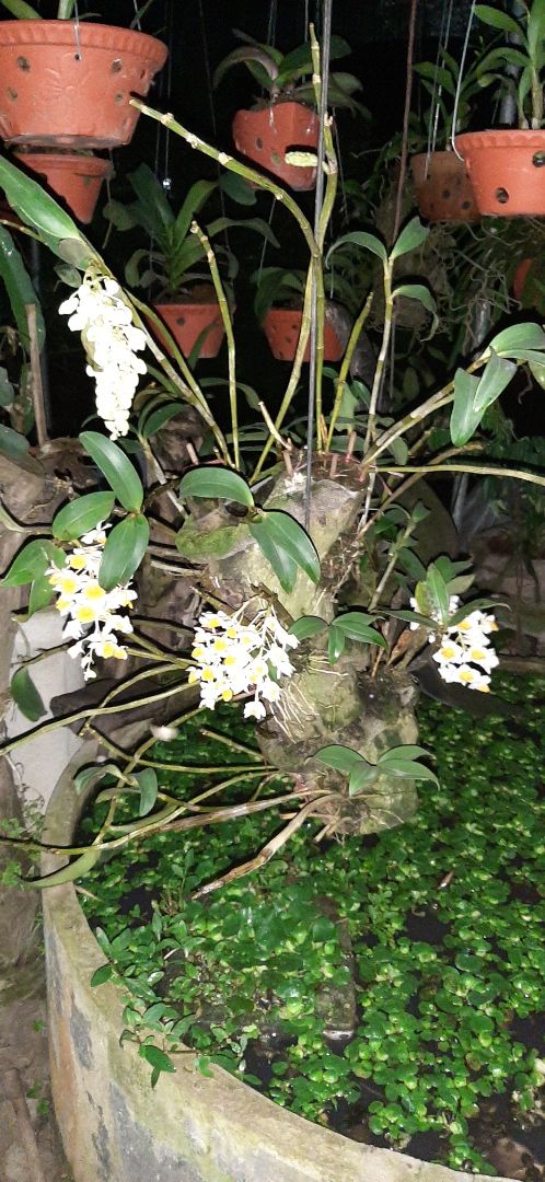 vừa vs giá tiền