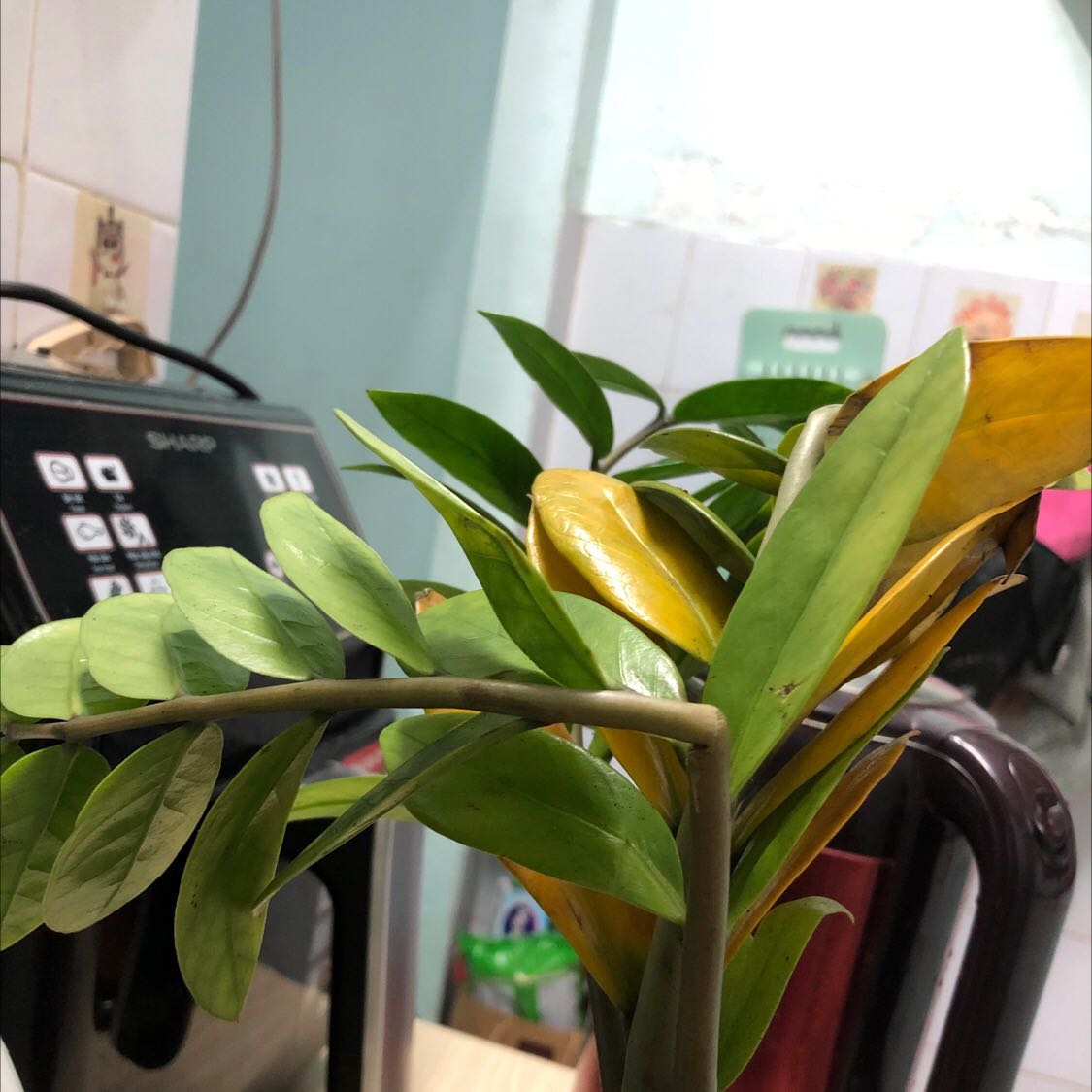 Lá úa vàng , các cây đều gãy cành hết