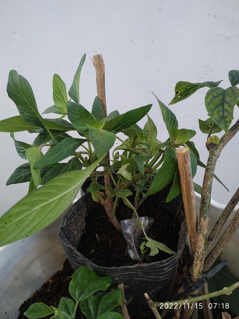 cây dập nhều, gãy mấy lá với cả ngọn. mong dễ sống