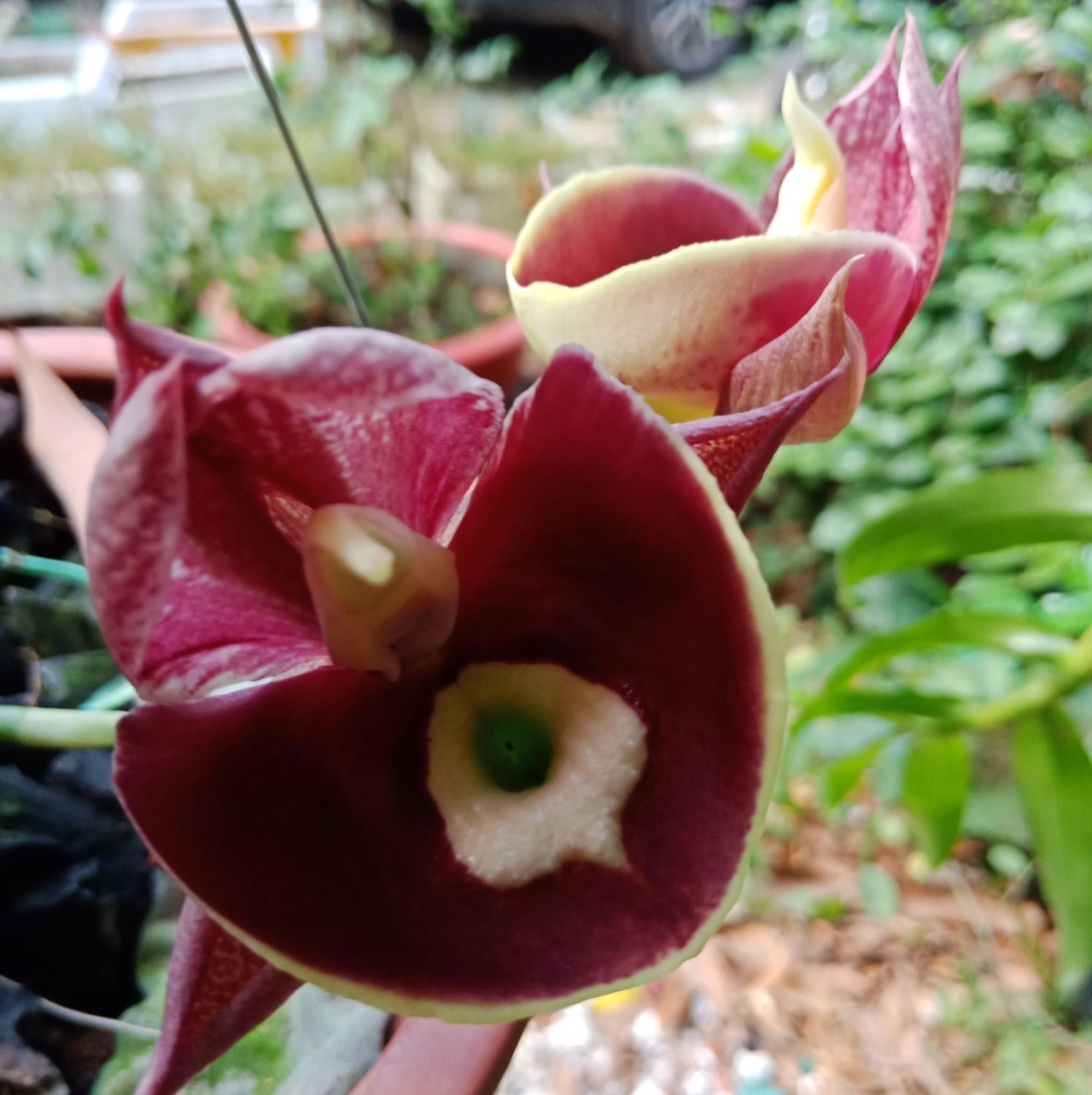 Đẹp fhihmlokmhcbkk hjkknngy