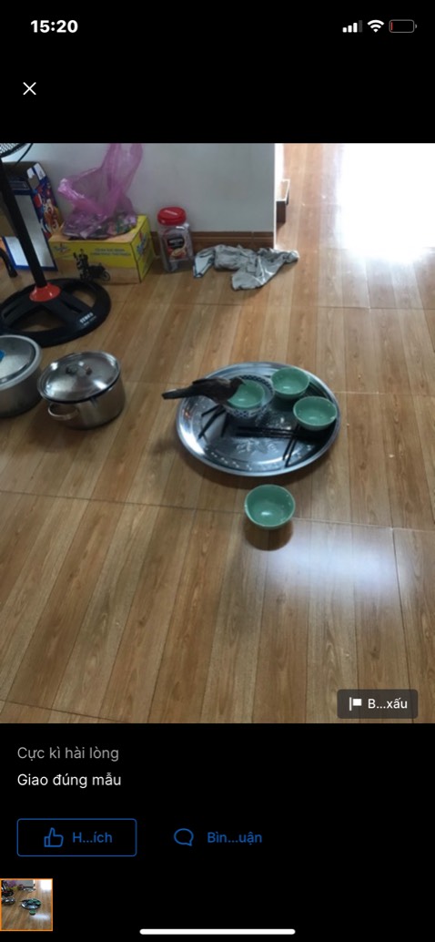 Cá màu đẹp không bị ẩm mốc