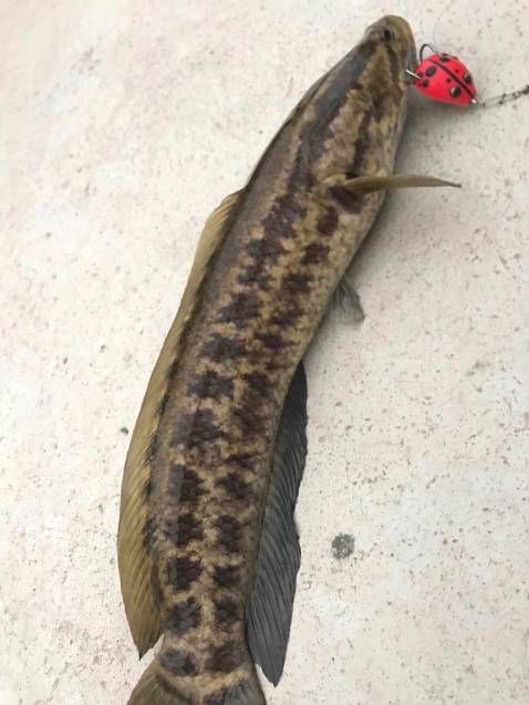 Sảnbphaam rdidngs mô tả, giao hàng nhanh, sẽ ủng hộ tiếp