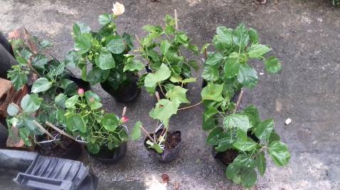 8 cây có 1 cây hơi yếu . Gốc đen. Đóng hàng cẩn thận quá. 1 cây cho vô 3 cái bì. Về cho vào chỗ râm . Phun nấm và tưới kích rễ . Đợi xem có lên ko