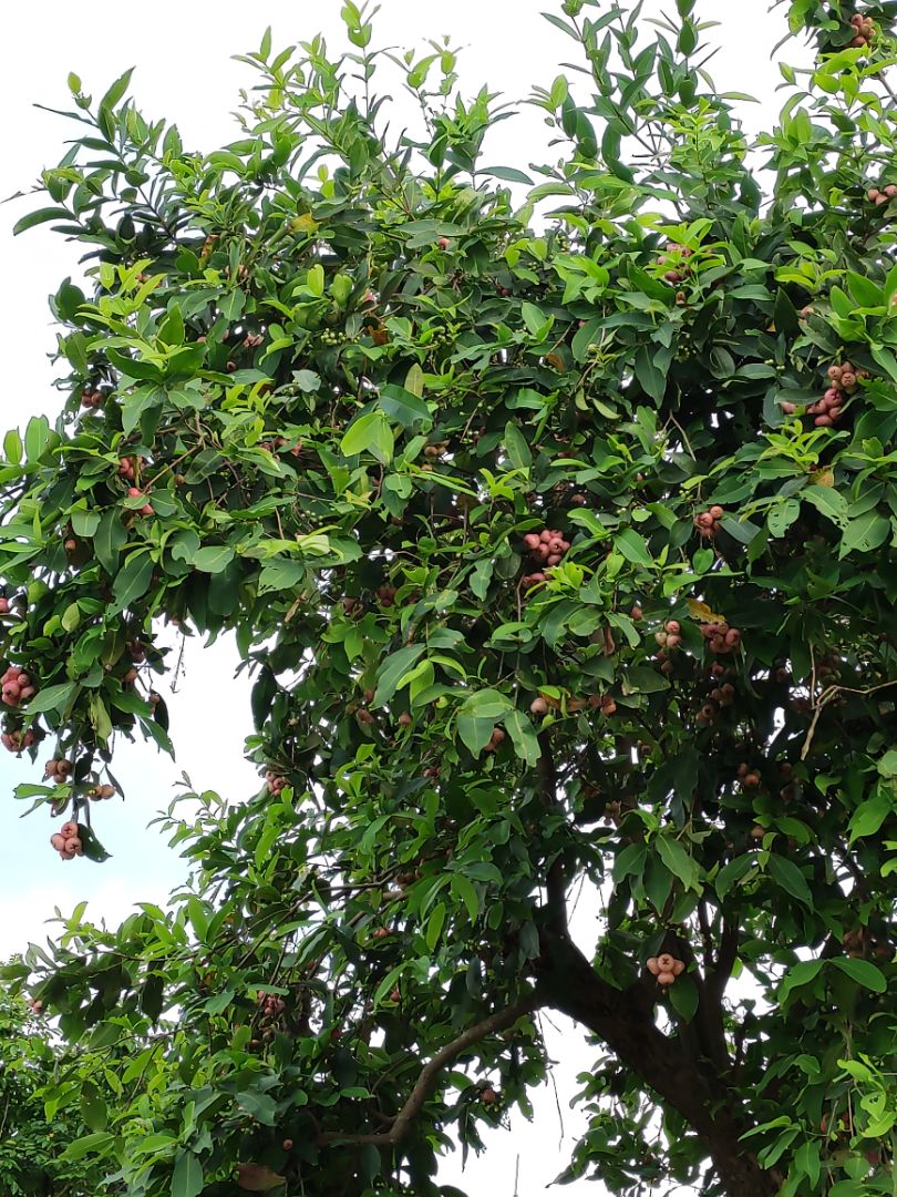 Chất lượng sản phẩm tốt
 Tiki đóng gói và giao hàng nhanh.        chăm sóc khách hàng tuyệt vời.                           Yêu TiKi now vì đc free ship. thank you tiki